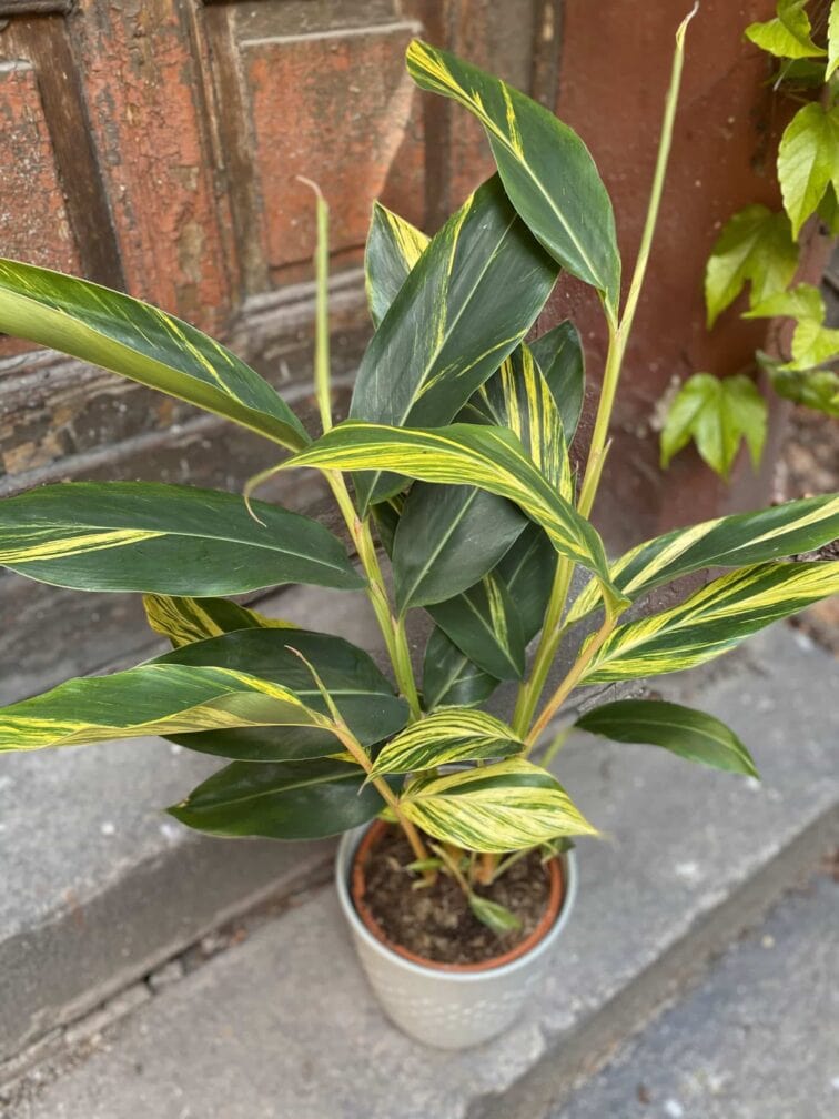 Zdjęcie Alpinia zerumbet variegata w kategorii rośliny, ujęcie 2