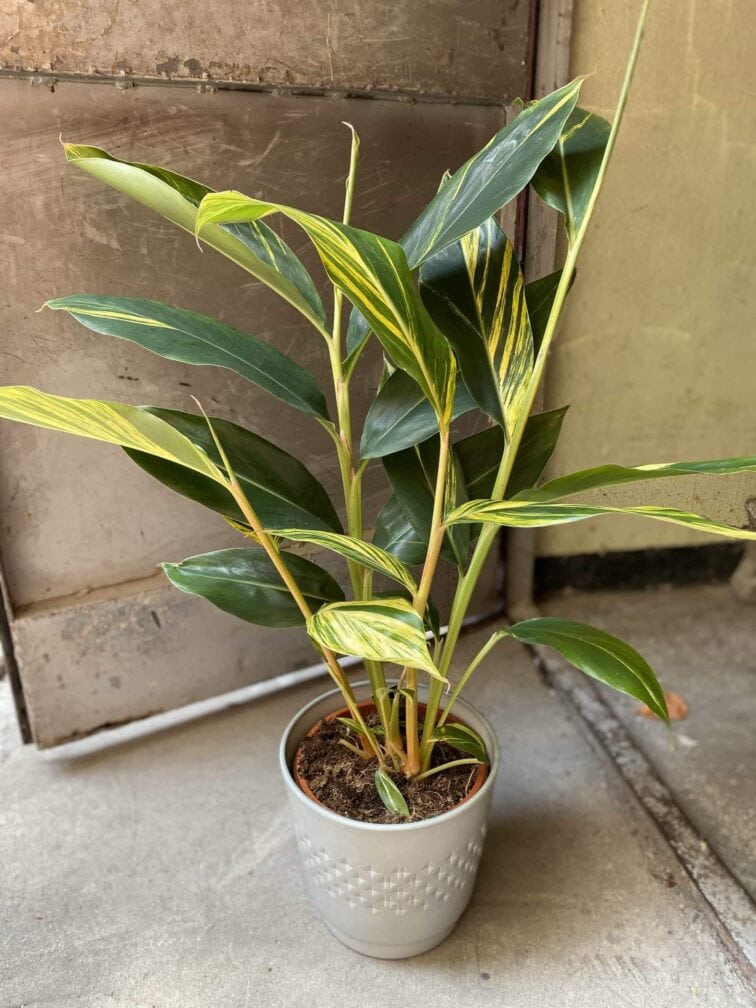 alpinia-zerumbet-variegata_21x85-2.jpg Zdjęcie Alpinia zerumbet variegata w kategorii rośliny, ujęcie 3