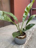 Zdjęcie Anthurium Elipticum Jungle King w kategorii rośliny, ujęcie 1