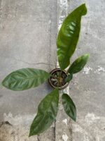 Zdjęcie Anthurium Elipticum Jungle King w kategorii rośliny, ujęcie 2