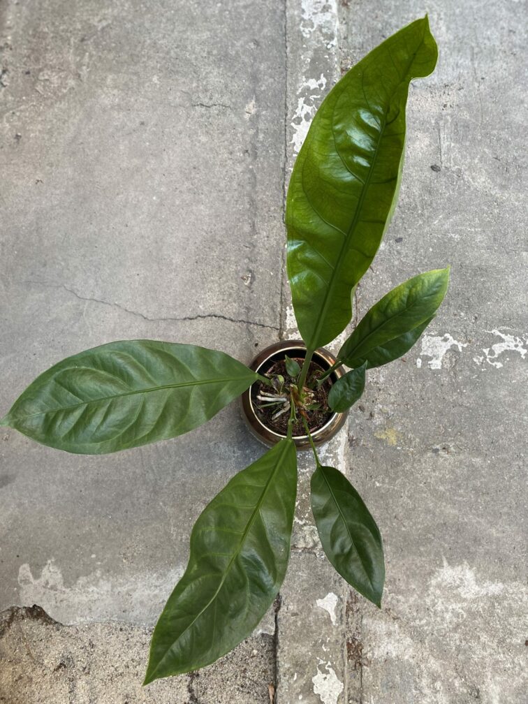 Zdjęcie Anthurium Elipticum Jungle King w kategorii rośliny, ujęcie 2