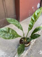 Zdjęcie Anthurium Elipticum Jungle King w kategorii rośliny, ujęcie 3