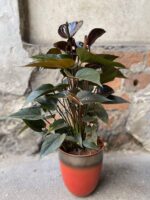 Zdjęcie Anthurium Giant Chocolate w kategorii rośliny, ujęcie 1