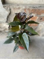 Zdjęcie Anthurium Giant Chocolate w kategorii rośliny, ujęcie 2