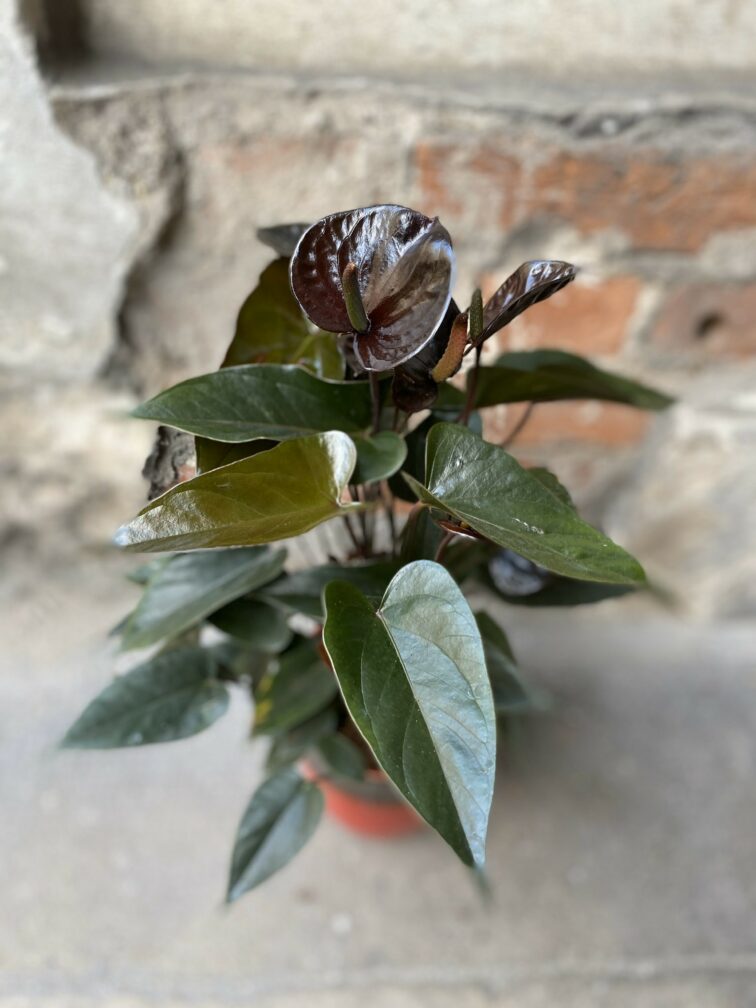 Zdjęcie Anthurium Giant Chocolate w kategorii rośliny, ujęcie 2