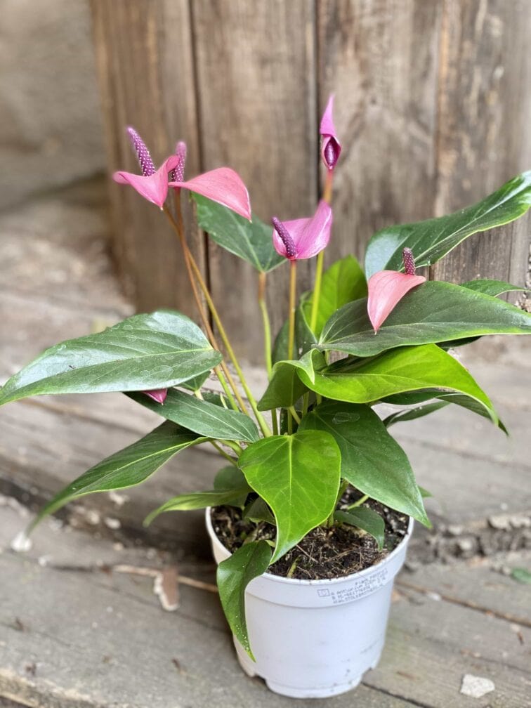Zdjęcie Anthurium Zizou w kategorii rośliny, ujęcie 1