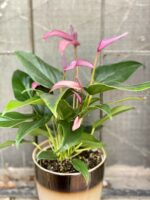 Zdjęcie Anthurium Zizou w kategorii rośliny, ujęcie 2