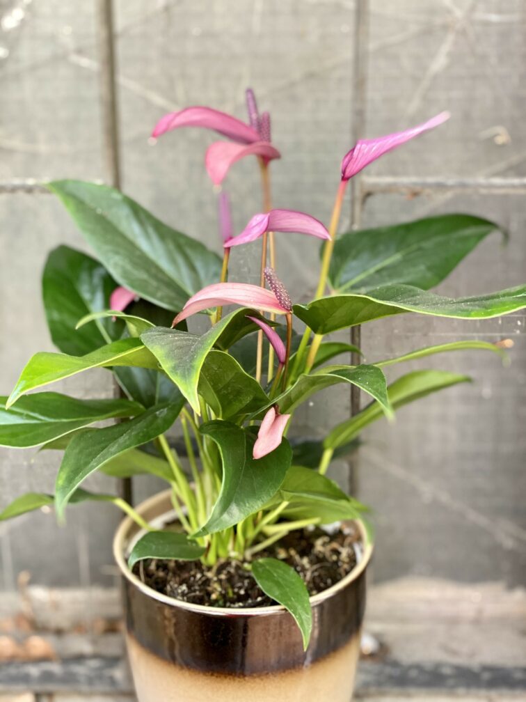 Zdjęcie Anthurium Zizou w kategorii rośliny, ujęcie 2