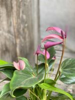 Zdjęcie Anthurium Zizou w kategorii rośliny, ujęcie 3