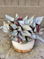 Zdjęcie Begonia Arctic Breeze w kategorii rośliny, ujęcie 1