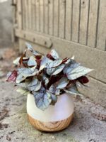 Zdjęcie Begonia Arctic Breeze w kategorii rośliny, ujęcie 3