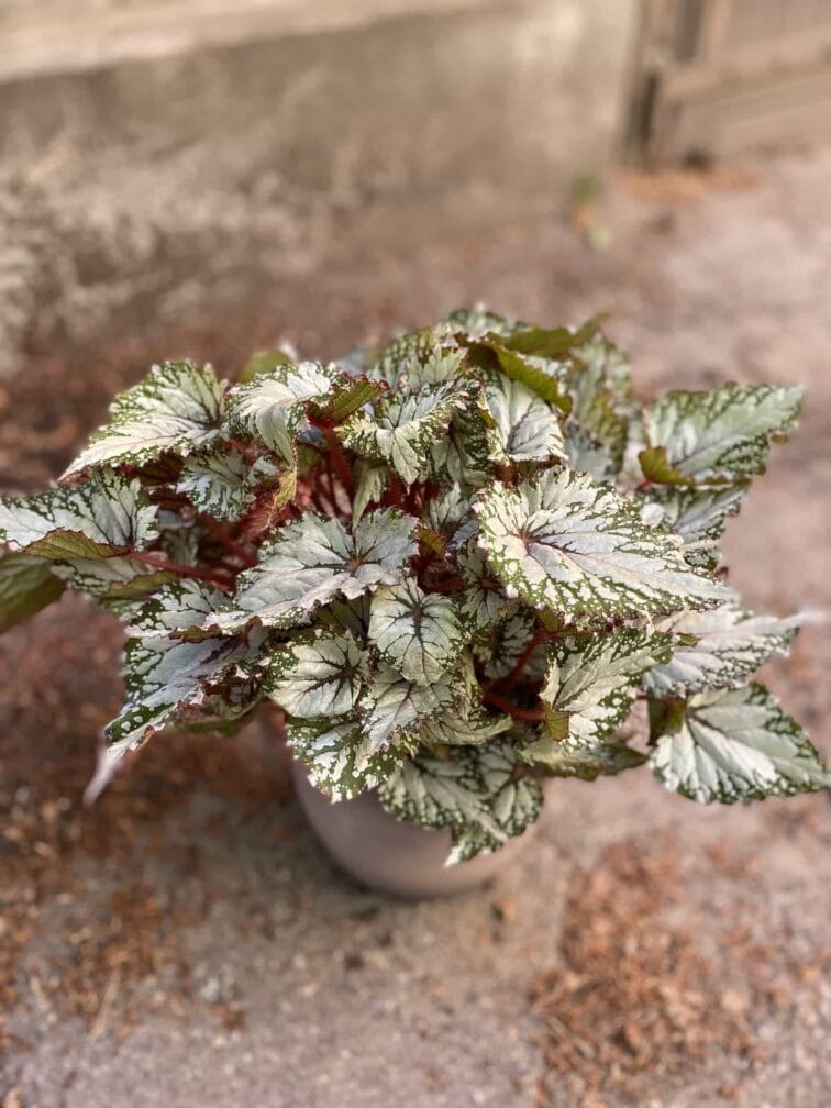 Zdjęcie Begonia Asian Tundra w kategorii rośliny, ujęcie 1