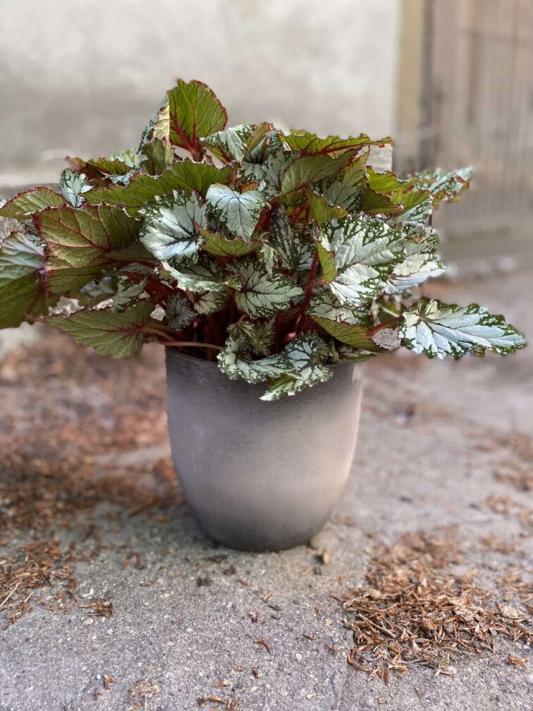 Zdjęcie Begonia Asian Tundra w kategorii rośliny, ujęcie 3