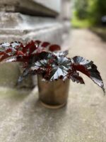 Zdjęcie Begonia Black Magic w kategorii rośliny, ujęcie 2