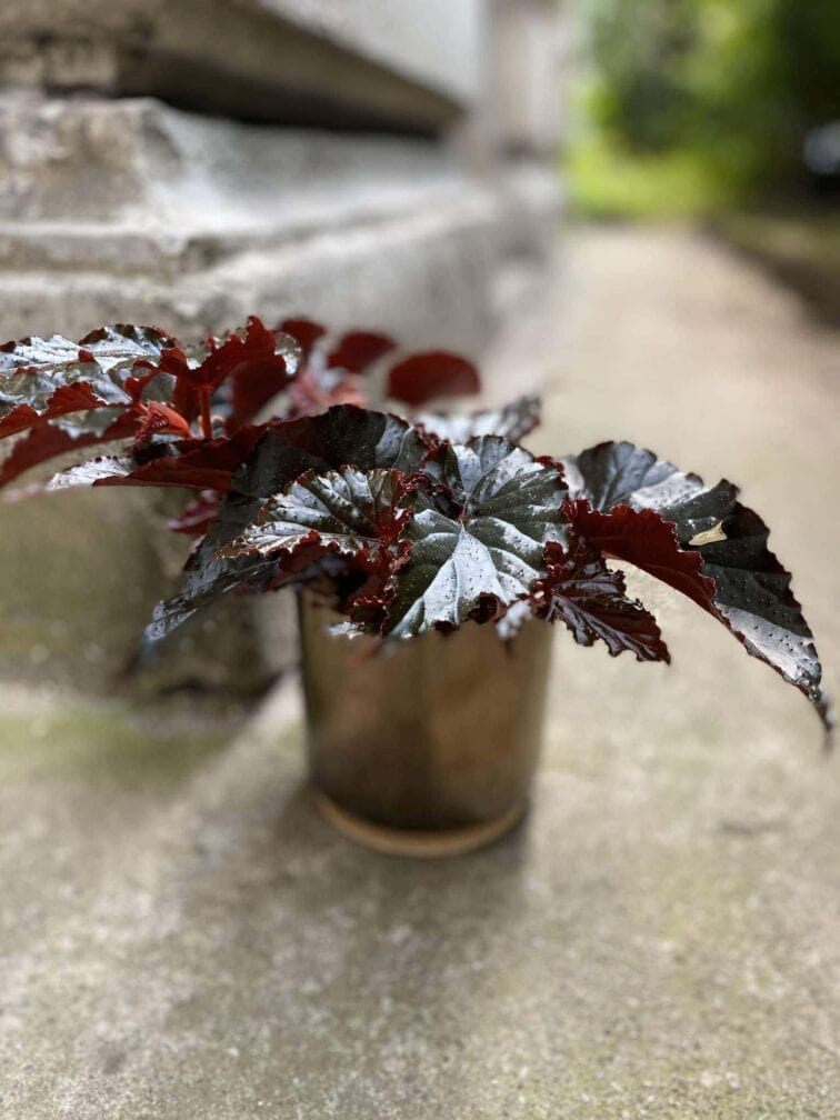 Zdjęcie Begonia Black Magic w kategorii rośliny, ujęcie 2