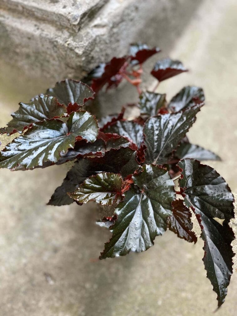 Zdjęcie Begonia Black Magic w kategorii rośliny, ujęcie 3