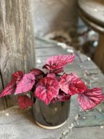 Zdjęcie Begonia Inca Flame w kategorii rośliny, ujęcie 1