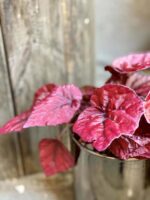 Zdjęcie Begonia Inca Flame w kategorii rośliny, ujęcie 2