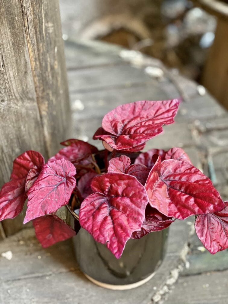 Zdjęcie Begonia Inca Flame w kategorii rośliny, ujęcie 3
