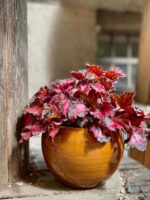 Zdjęcie Begonia Inca Night w kategorii rośliny, ujęcie 1