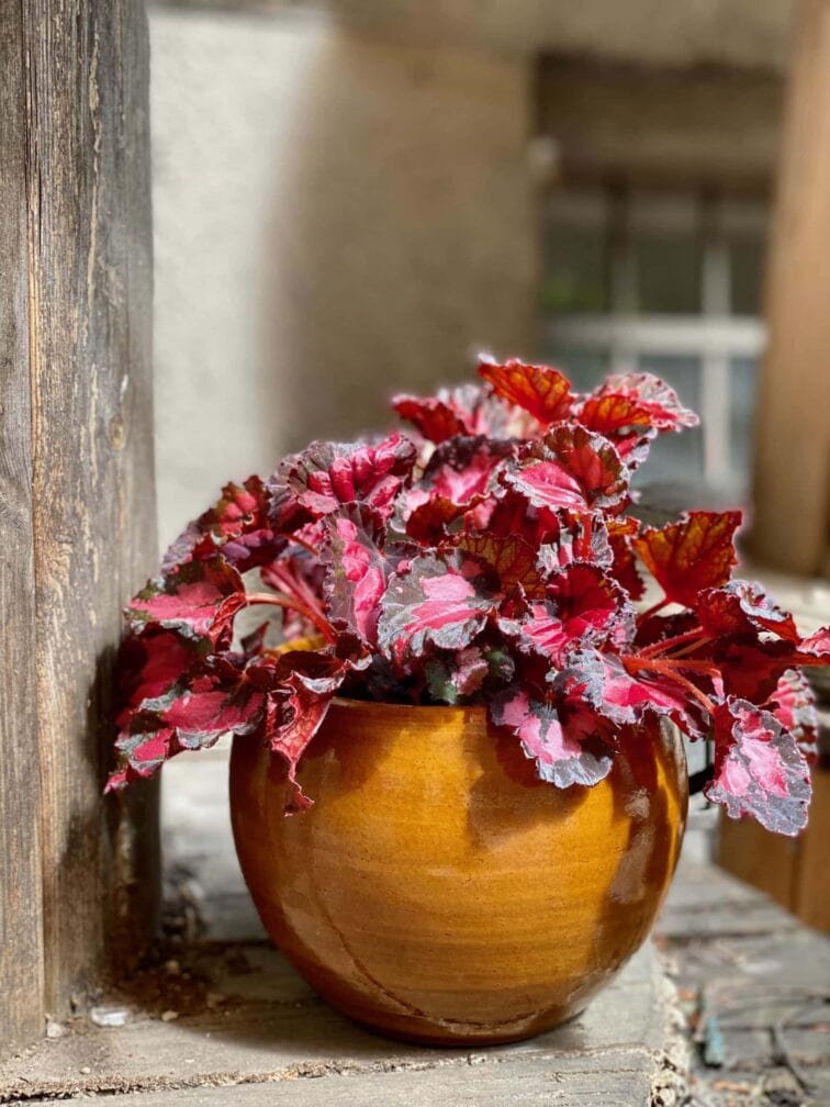 Zdjęcie Begonia Inca Night w kategorii rośliny, ujęcie 1