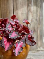 Zdjęcie Begonia Inca Night w kategorii rośliny, ujęcie 2