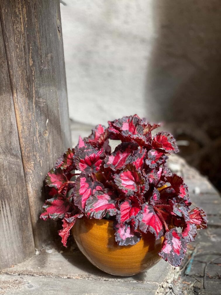 Zdjęcie Begonia Inca Night w kategorii rośliny, ujęcie 3