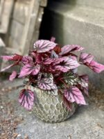 Zdjęcie Begonia Indian Summer w kategorii rośliny, ujęcie 1