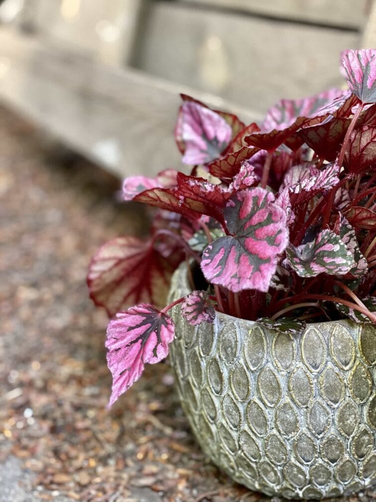 Zdjęcie Begonia Indian Summer w kategorii rośliny, ujęcie 2