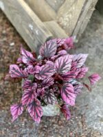 Zdjęcie Begonia Indian Summer w kategorii rośliny, ujęcie 3
