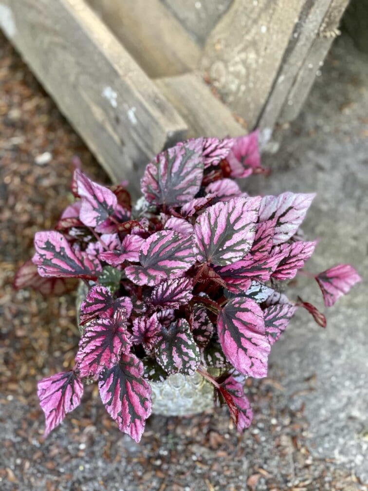 Zdjęcie Begonia Indian Summer w kategorii rośliny, ujęcie 3