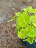 Zdjęcie Begonia Lima Love w kategorii rośliny, ujęcie 2