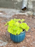 Zdjęcie Begonia Lima Love w kategorii rośliny, ujęcie 3