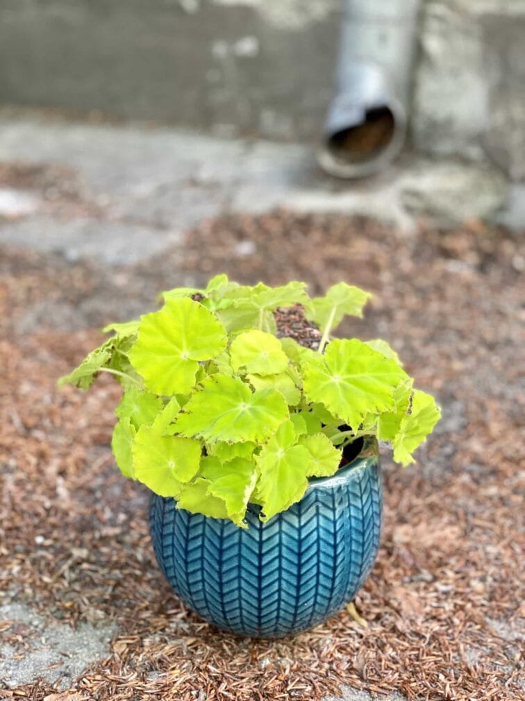 Zdjęcie Begonia Lima Love w kategorii rośliny, ujęcie 3