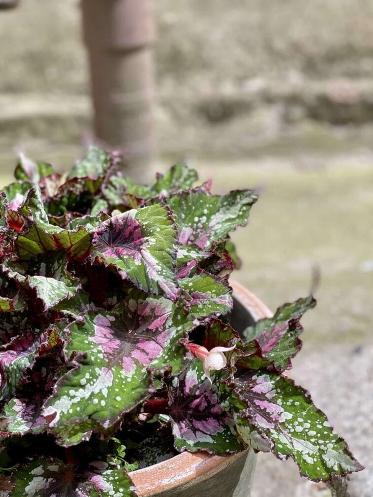 Zdjęcie Begonia Maui Mist w kategorii rośliny, ujęcie 2