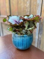 Zdjęcie Begonia Rex Escargot w kategorii rośliny, ujęcie 1
