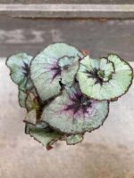 Zdjęcie Begonia Rex Escargot w kategorii rośliny, ujęcie 2