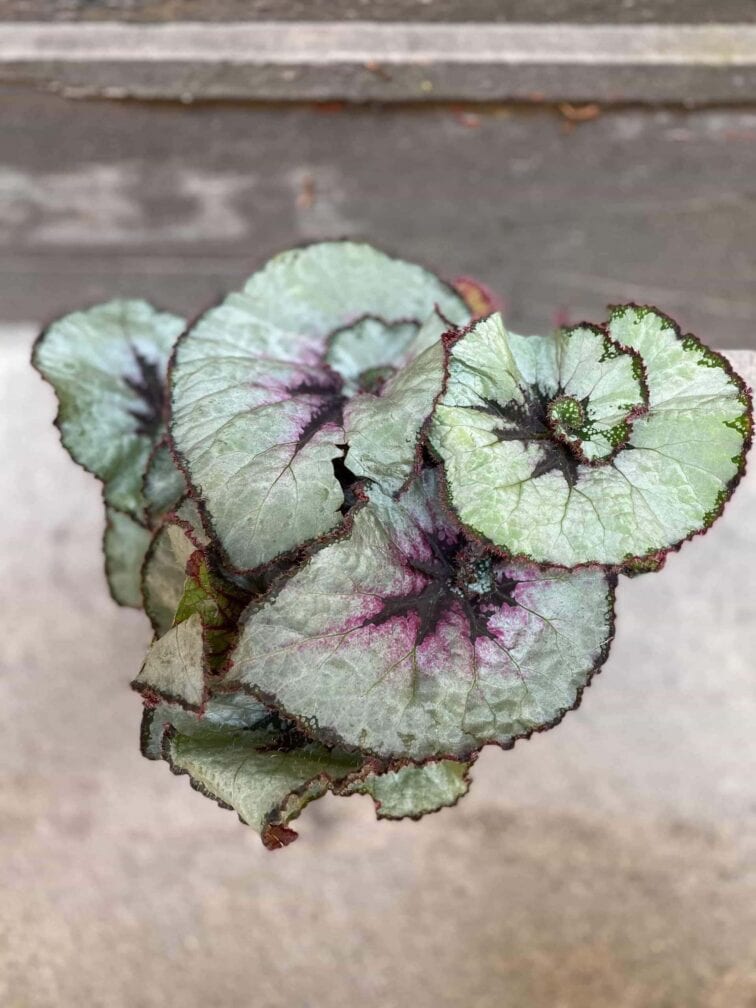 Zdjęcie Begonia Rex Escargot w kategorii rośliny, ujęcie 2