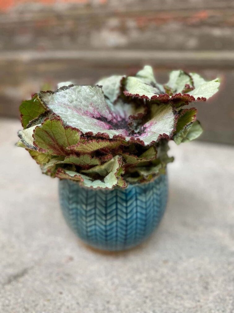 Zdjęcie Begonia Rex Escargot w kategorii rośliny, ujęcie 3