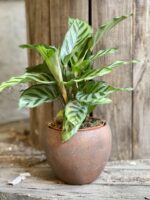 Zdjęcie Calathea Freddie w kategorii rośliny, ujęcie 1