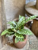 Zdjęcie Calathea Freddie w kategorii rośliny, ujęcie 2