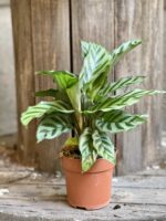 Zdjęcie Calathea Freddie w kategorii rośliny, ujęcie 3