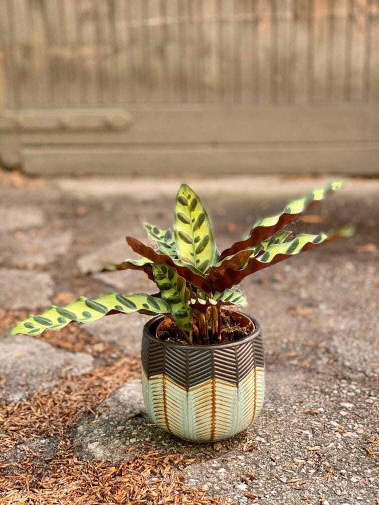 calathea-lancifolia_11x25-0.jpg Zdjęcie Calathea Lancifolia w kategorii rośliny, ujęcie 1