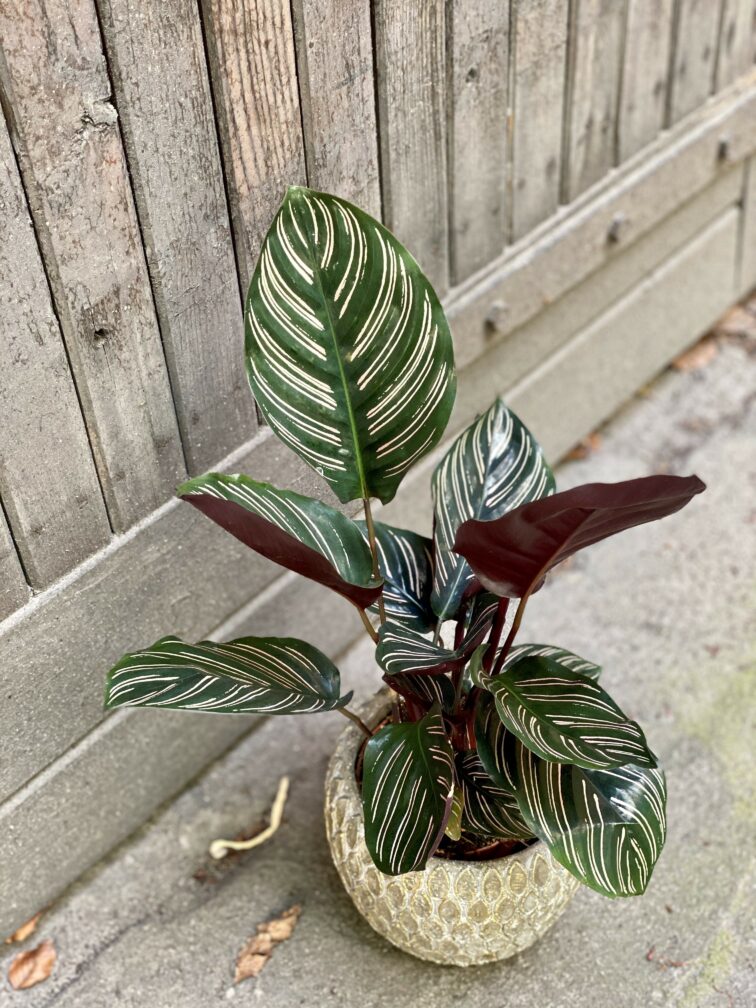 Zdjęcie Calathea Sanderiana w kategorii rośliny, ujęcie 1