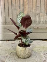 Zdjęcie Calathea Sanderiana w kategorii rośliny, ujęcie 2