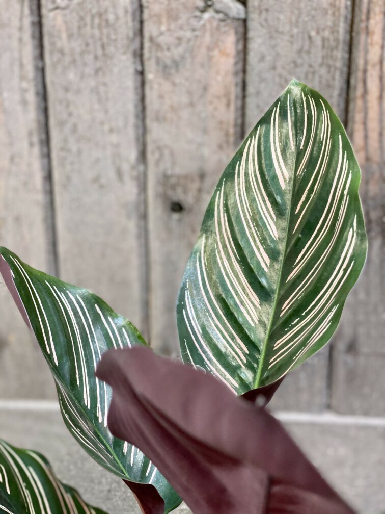 Zdjęcie Calathea Sanderiana w kategorii rośliny, ujęcie 3