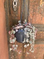 Zdjęcie Ceropegia woodii variegata
