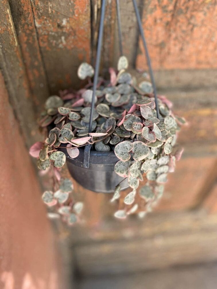 Zdjęcie Ceropegia woody variegata w kategorii rośliny, ujęcie 2