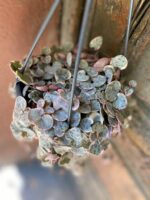 Zdjęcie Ceropegia woody variegata w kategorii rośliny, ujęcie 3