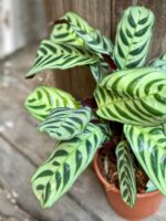 Zdjęcie Ctenanthe Burle Marx w kategorii rośliny, ujęcie 1